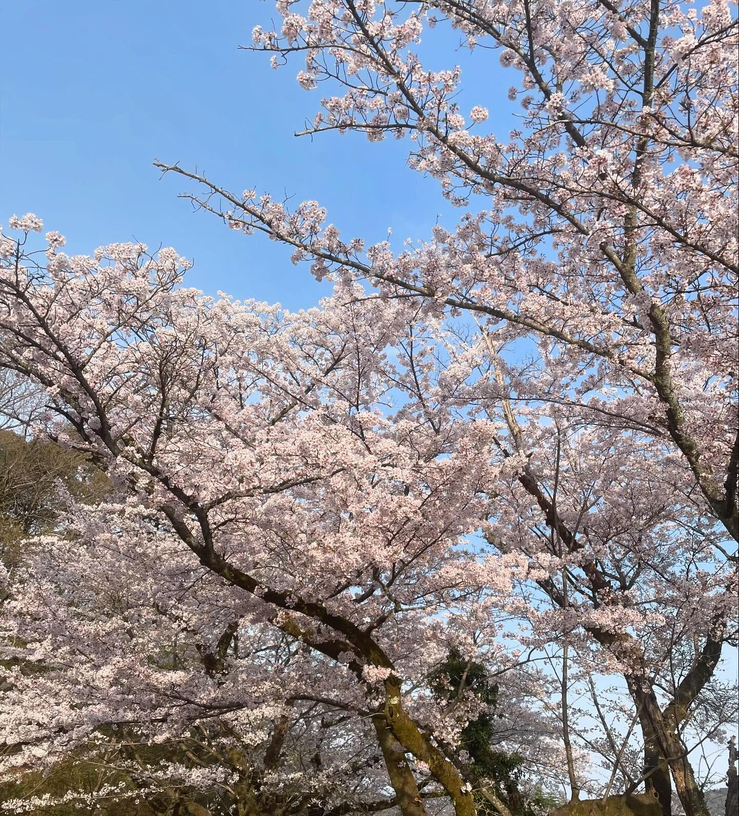 コースで過信できますか？